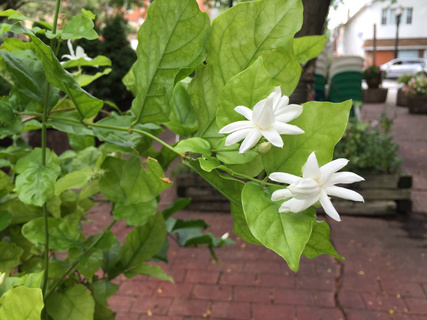 開花 植物區系 茉莉