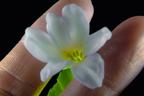 手指植物微型花卉图片