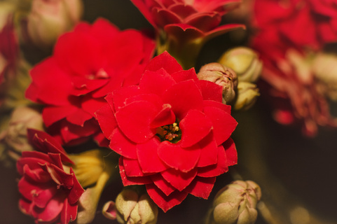 花 红色 红色与黑色