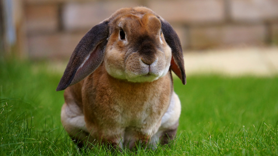 兔子摄影图片免费下载