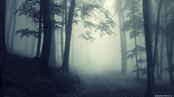 雾蒙蒙的树林自然风景高清摄影图片