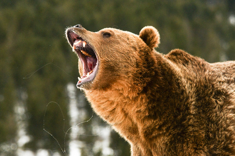 棕熊咆哮表情包图片