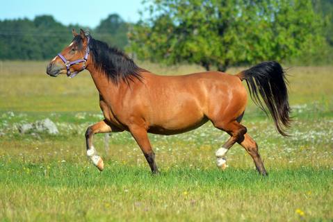 奔跑摄影图片免费下载_精品奔跑摄影图素材大全_熊猫办公