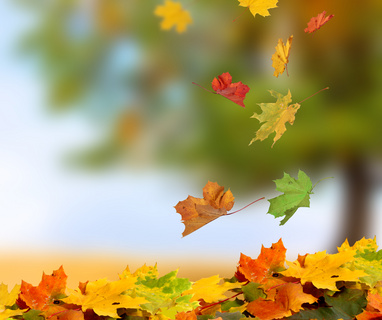 秋天在纷纷落下的树叶摄影高清图片
