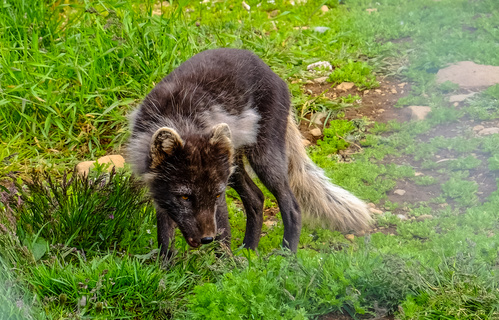 動物攝影犬科動物