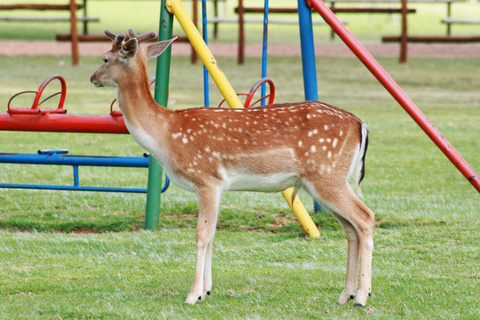 斑点鹿jpg格式图片下载 熊猫办公