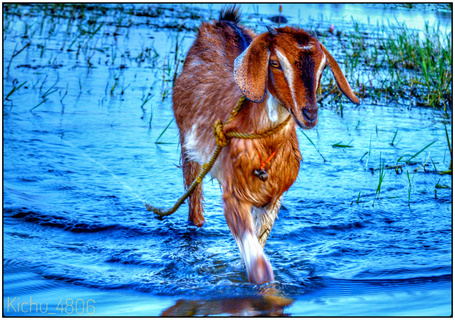 百灵达 #山羊 #水