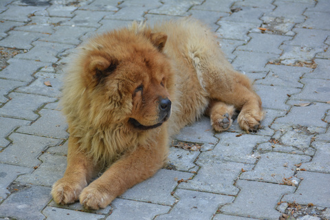 純種鬆獅犬圖片