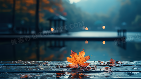 梧桐树秋天 雨后图片