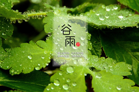 穀雨節氣