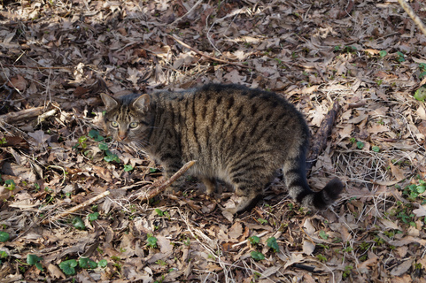 灰色狸花猫jpg格式图片下载 熊猫办公