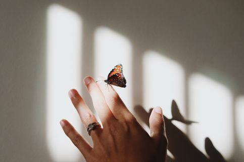 蝴蝶与手唯美意境图片图片