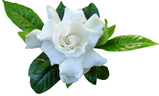 纯白色摄影图片免费下载 精品纯白色摄影图素材大全 熊猫办公