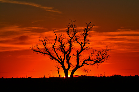 黄昏树木剪影风景图片