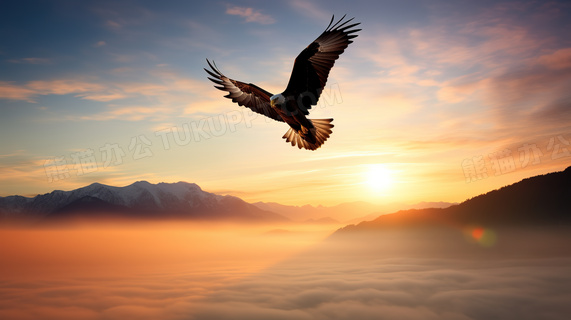 天空中展翅高飞的老鹰图片