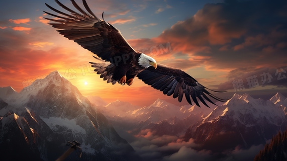 天空中展翅高飞的老鹰图片