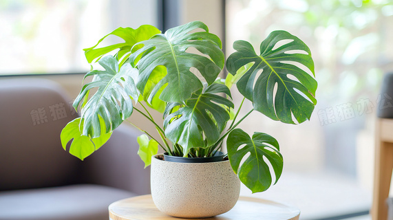 植物盆栽价格表图片