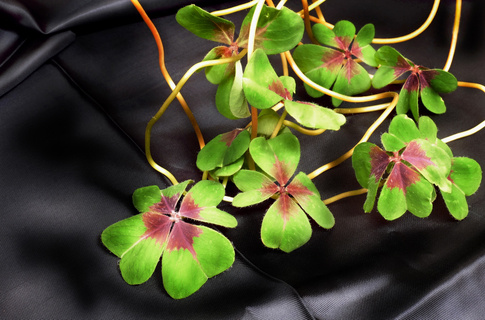 微距四叶幸运草图片