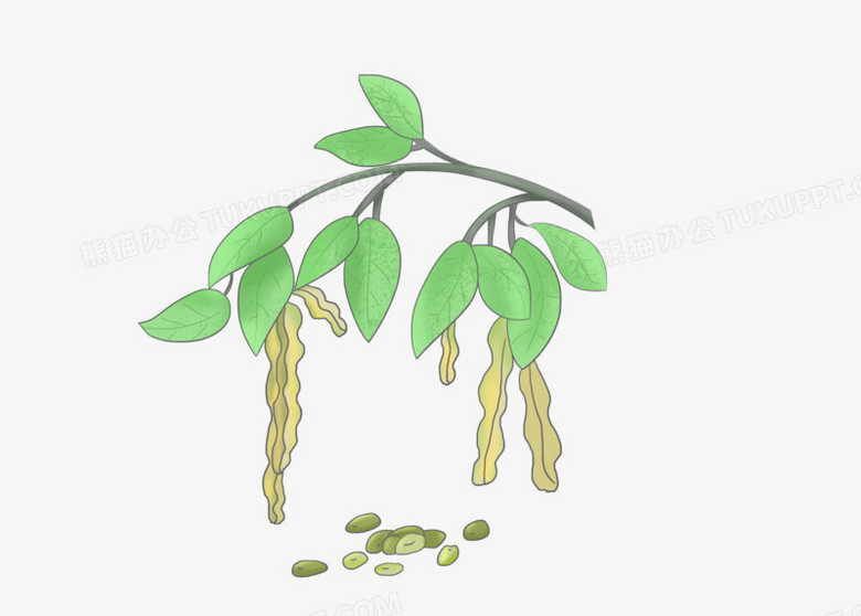 插画风养生绿豆绿色植物元素png图片素材下载 绿豆png 熊猫办公