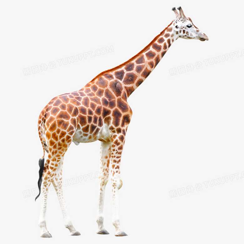 长颈鹿高清免抠元素