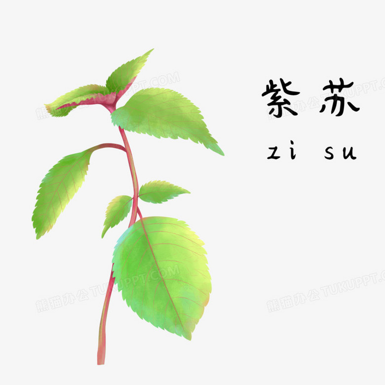 在整个配色上使用多种色彩作为基础色调,设计了一株紫苏,整体呈现卡通