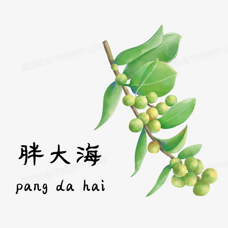 手绘插画中草药胖大海元素