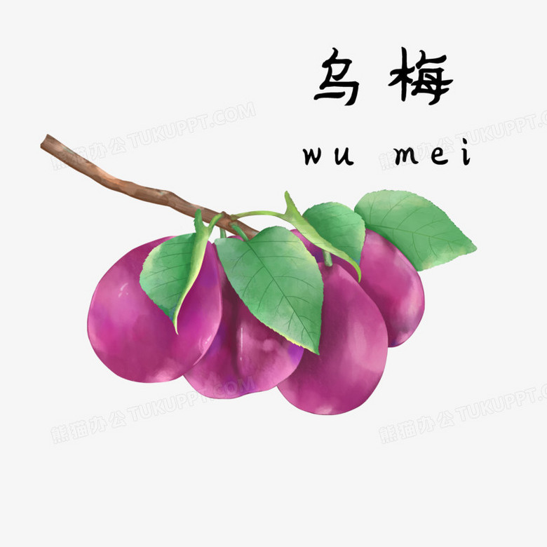 手绘插画中医药乌梅元素