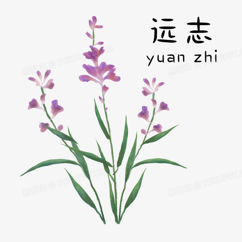 本作品全称为《卡通手绘中医药材系列之远志元素》,使用 adobe