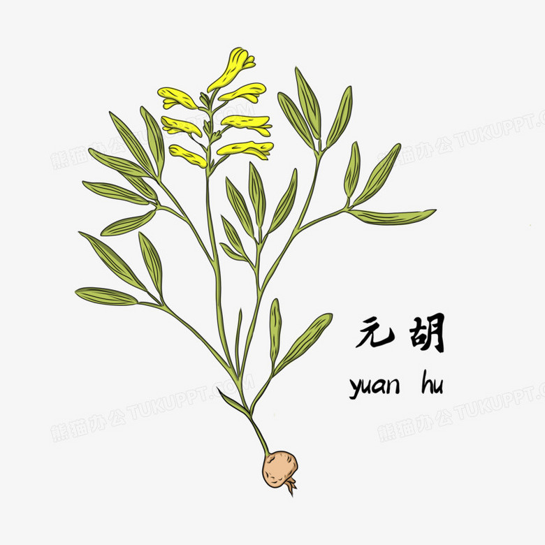 卡通手绘中医药材元胡