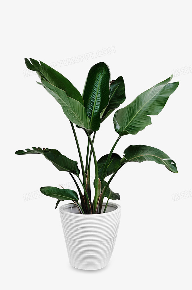 白色花盆绿色盆栽png图片素材下载 绿色png 熊猫办公