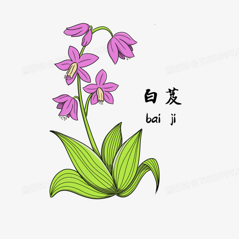 卡通手绘中医学药材白芨