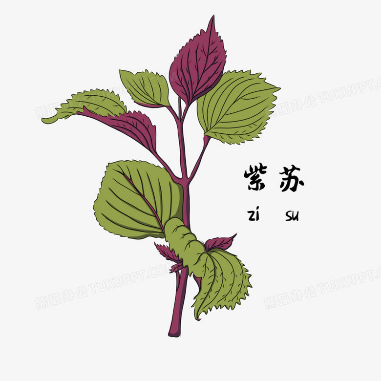 卡通手绘中医学药材紫苏png图片素材下载_药材png_熊猫办公