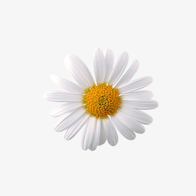 白色花朵png图片素材下载_花朵png_熊猫办公