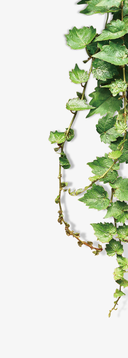 在整个配色上使用绿色作为基础色调,设计了攀爬的葡萄藤蔓,写实风