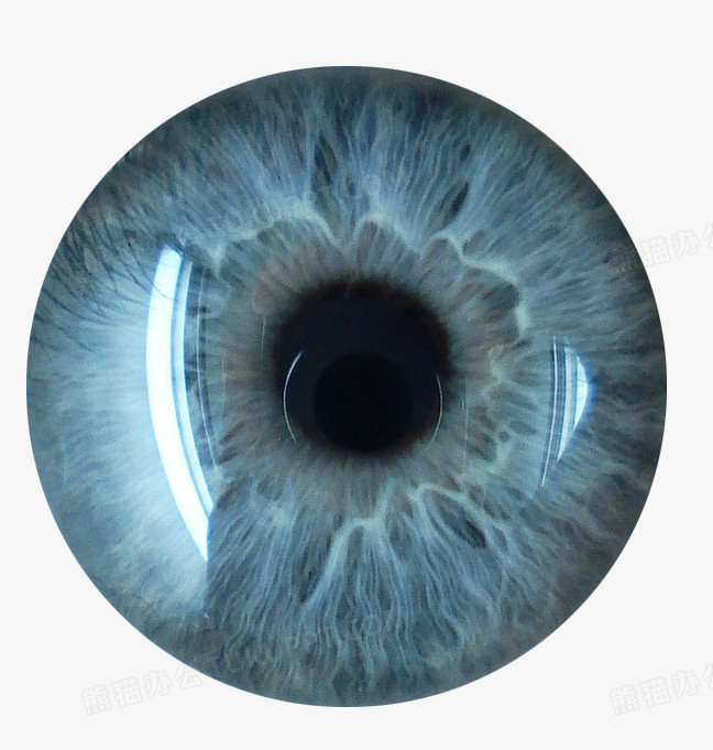眼球png图片素材下载_眼球png_熊猫办公