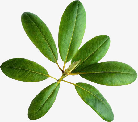 枇杷叶子