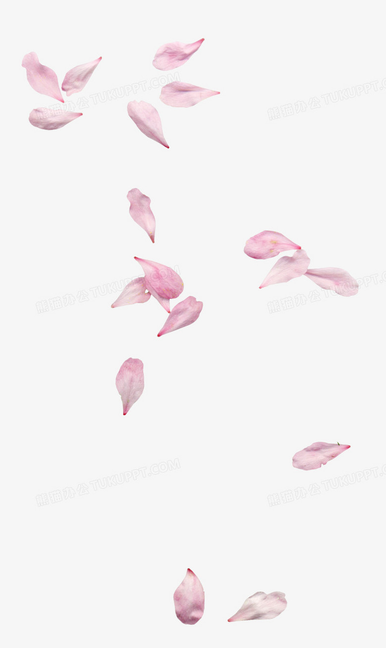花瓣插画透明花瓣png图片素材免费下载 素材png 1968 3300像素 熊猫办公