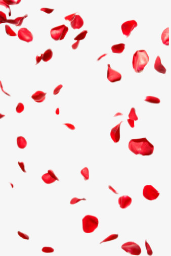 飘零娇艳玫瑰花瓣png图片素材下载_玫瑰花瓣png_熊猫办公