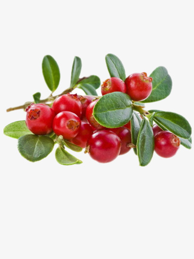 蔓越莓png图片素材免费下载 植物png 400 533像素 熊猫办公