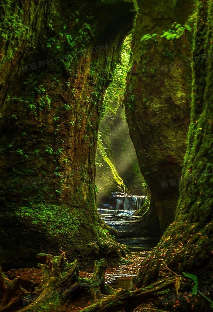 神秘树洞图片素材