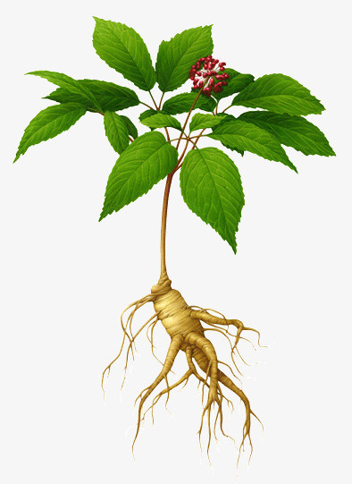 带叶子的西洋参