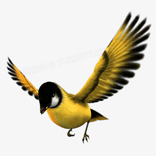 金丝雀飞翔装饰图片