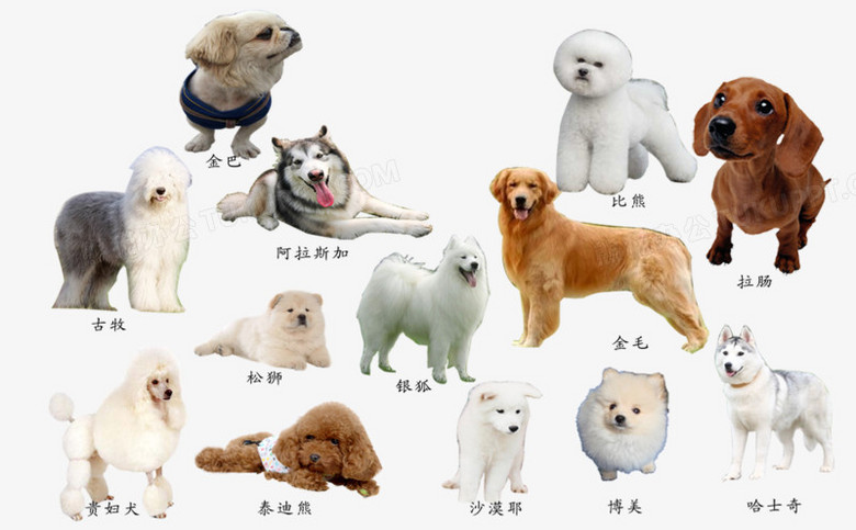 小型宠物狗品种大全图图片