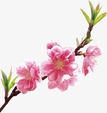 桃花png图片素材下载_桃花png_熊猫办公