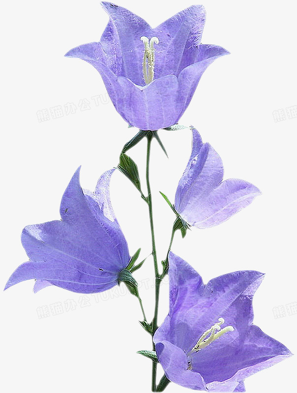 几何形状透明线条紫色的花花朵花卉png图片素材下载 线条png 熊猫办公