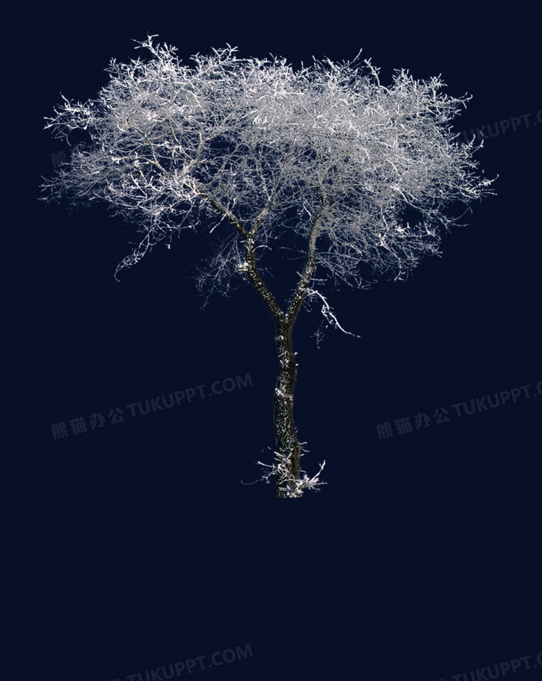 白色冬季雪后大树