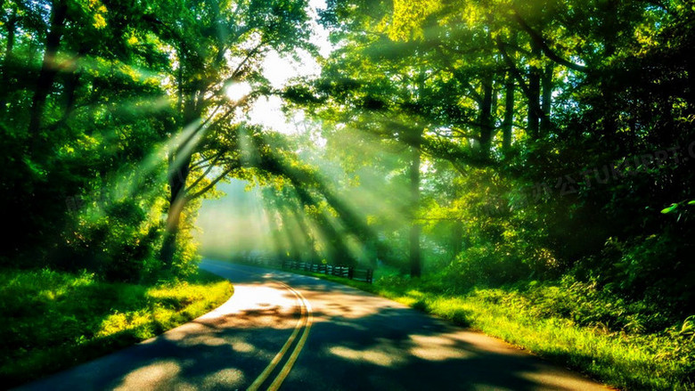 光幻森林,幻光森林,森林之光_大山谷图库