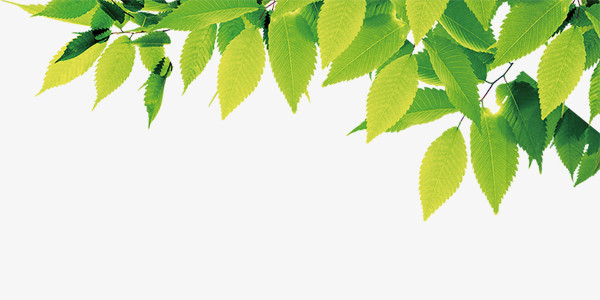 绿色小清新树叶装饰图案png图片素材下载_绿色png_熊猫办公