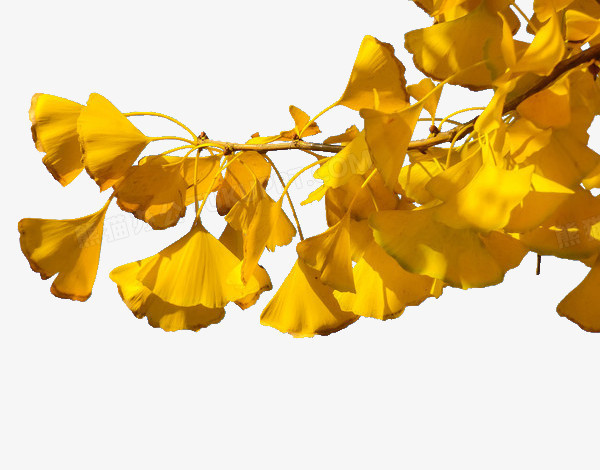 银杏叶png图片素材下载_银杏叶png_熊猫办公