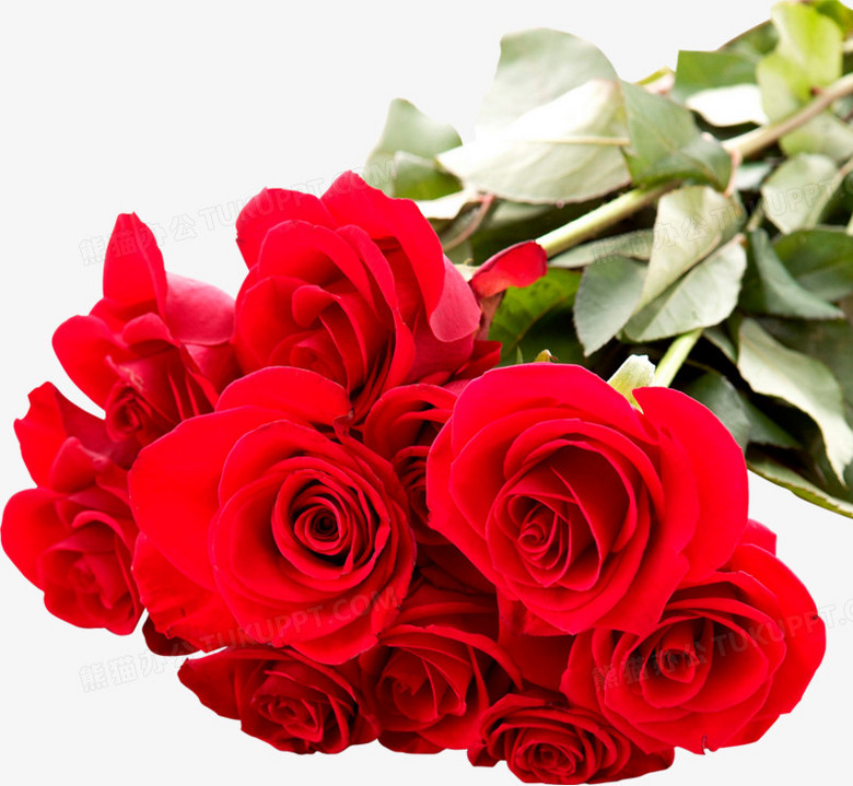 红色玫瑰花束png图片素材下载 素材png 熊猫办公